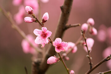 Fototapeta na wymiar Peach orchard. A branch of a blooming peach with pink flowers. Selective focus. Copy space.