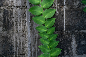Stone wall with leaves