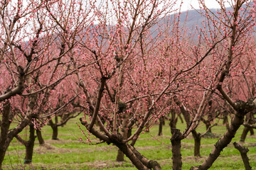 Obraz premium A blooming peach orchard before pruning against the backdrop of mountains. Selective focus.