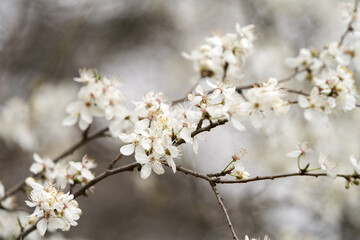 A branch of a tree with white flowers. Selective focus. Copy space.
