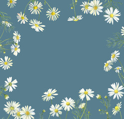 Watercolor floral frame of white daisies flowers on a white background 