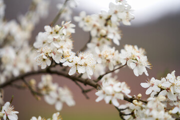  A branch of a plum blossom on a blurry background. Selective focus.
