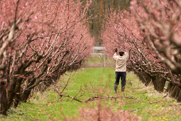 Seasonal spring work in the peach orchard. The gardener cuts off the branches of a flowering peach....