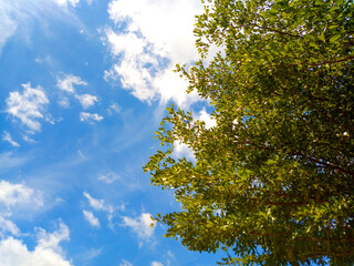 Green trees and leaves Sky background