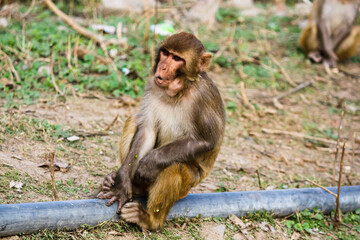 mother macaque on roadside with open mouth face expression
