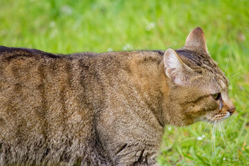 Obraz premium The cat walks on the grass