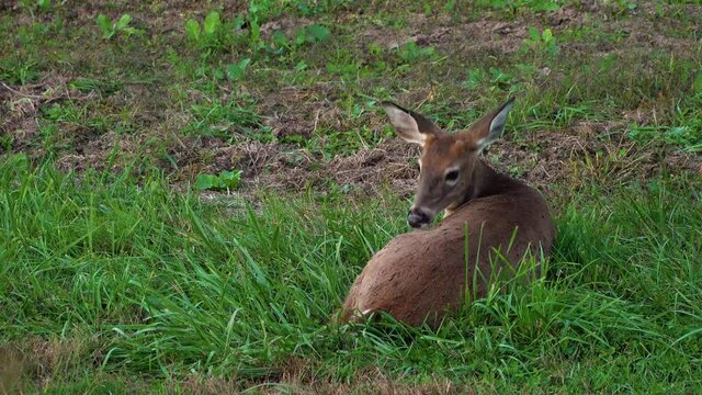 Young Button Buck Whitetail Deer Bedded Down in Patch of Grass