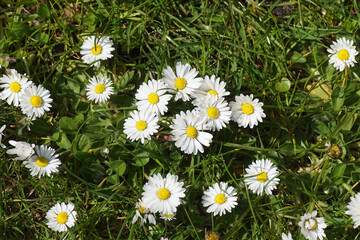 Common daisy, English daisy, Bellis perennis. A herbaceous perennial with rosette of spoon shaped leaves and white flower head and a yellow disc. Crowing in the lawn. Netherlands, April.