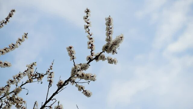 Nice white apricot spring flowers branch macro photography nature awakening 4k video