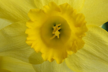 Jonquils blooming background macro
