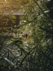 spider on the web