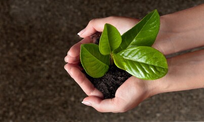 Soil.