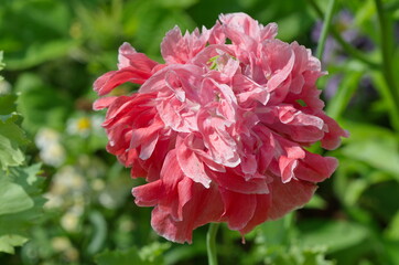 Pink peony-shaped terry poppy in the summer garden close-up