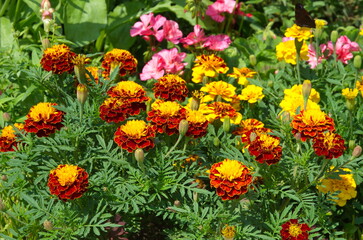 Marigolds (Lat. Tagetes) bloom in a flower bed on a summer day