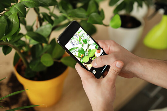 Young man taking photo of plant at home, closeup