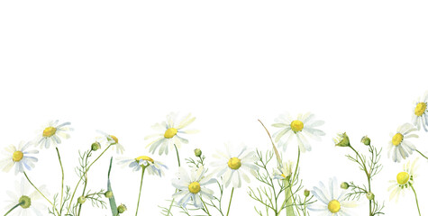 Watercolor horizontal line of white flowers of daisies