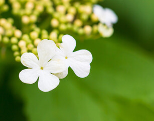 white flowers on a branch
