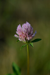 Red clover flover in nature close up, macro