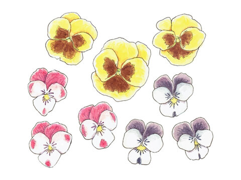 2 959 Best パンジー ビオラ Images Stock Photos Vectors Adobe Stock 2 959 Best パンジー ビオラ Images Stock Photos Vectors Adobe Stock