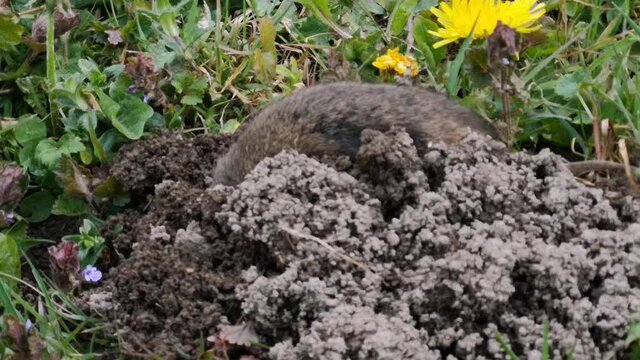 Rat taupier - campagnol