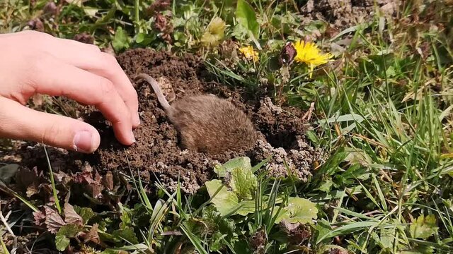 Rat taupier - campagnol