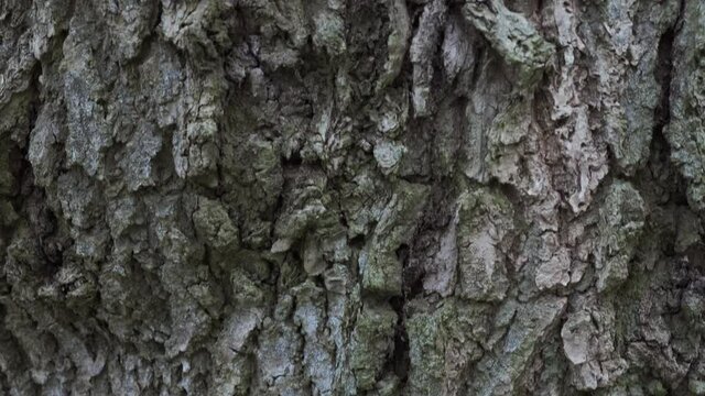 old cracked mossy tree bark background, tracking up camera motion
