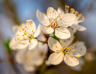zbliżenie na kwiaty jabłoni