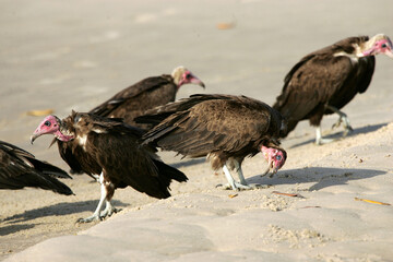 Vautour charognard (necrosyrtes monachus)