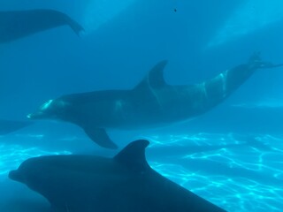 dolphin