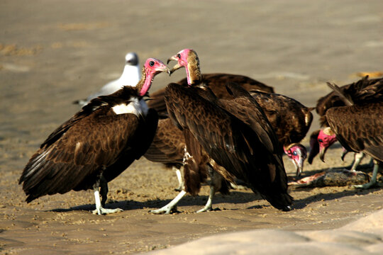 Vautour charognard (necrosyrtes monachus)