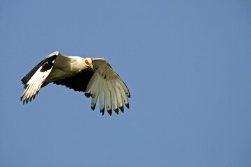 Vautour palmiste (gypohierax angolensis)