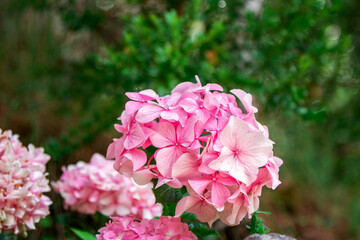 Beautiful blooming hydrangea bush with pink flowers and green leaves, growing in a summer garden after rain