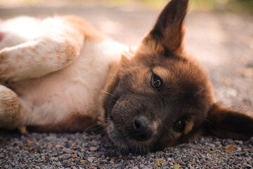 Adorable puppy playing on the ground, Portrait of a brown puppy playing on the ground