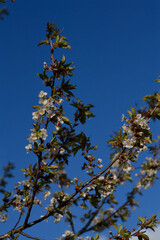 Spring bloom, white flowers close up