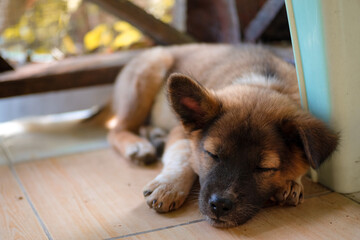 Cute adorable fluffy brown puppy sleeping on the ground, Small brown dog enjoying its sleep