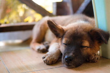 Cute adorable fluffy brown puppy sleeping on the ground, Small brown dog enjoying its sleep