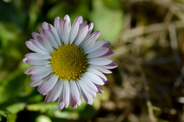 Common daisy flower in nature close up flower head
