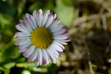 Fototapeta premium Common daisy flower in nature close up flower head