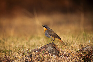 The Cape robin-chat (Cossypha caffra) sitting on the stone with brown background. A small mountain passerine from the Drakensberg.