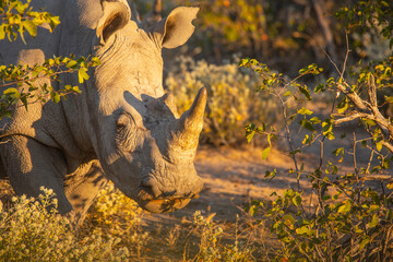 White rhino wandering around for the food in late afternoon in Etosha National Park of Namibia, Southern Africa...