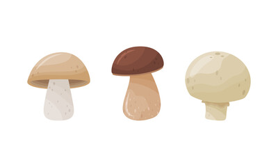 Different Forest Mushrooms with Stem and Cap Isolated on White Background Vector Set