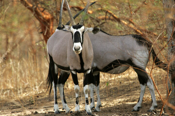 Naklejka na ściany i meble Oryx beisa (oryx beisa)