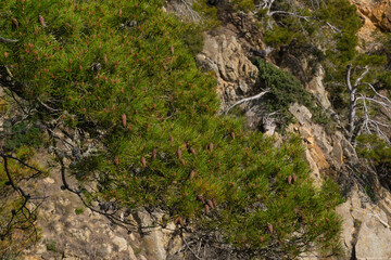 Natural landscape of Mediterranean pine trees full of pine cones