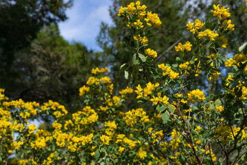 Close-up of yellow flowers in a forest