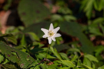 Nemorosa wild forest flower background