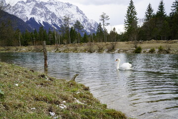 Schwan am Isarstausee in Krün Karwendelgebirge
