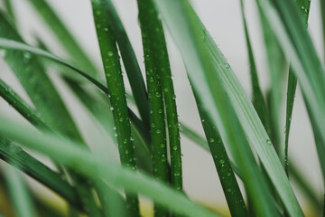Fototapeta premium Green grass with drops of water dew in morning light in spring summer outdoors close-up macro, grain added.