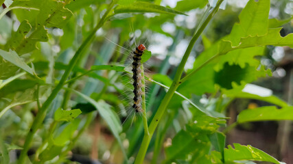 Caterpillar on leaves. Leaves with holes due to caterpillars that eat green plants.