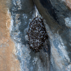 Wasp nest in rock overhang on a remote farm in the Karoo, South Africa