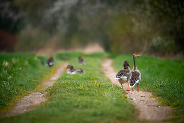Gans, wildlife, Nature